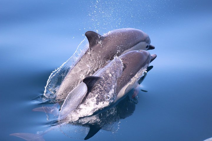 San Diego Whale Watching & Dolphin Cruise