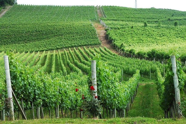 Private Tour of the Largest Wineries in Bento Gonçalves RS