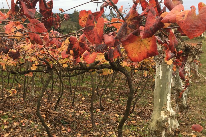 Private Tour in Vale dos Vinhedos in Bento Gonçalves RS