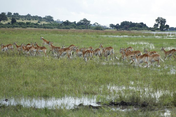 Kanzwa short holiday break -2 Nights Safari Kafue National Park