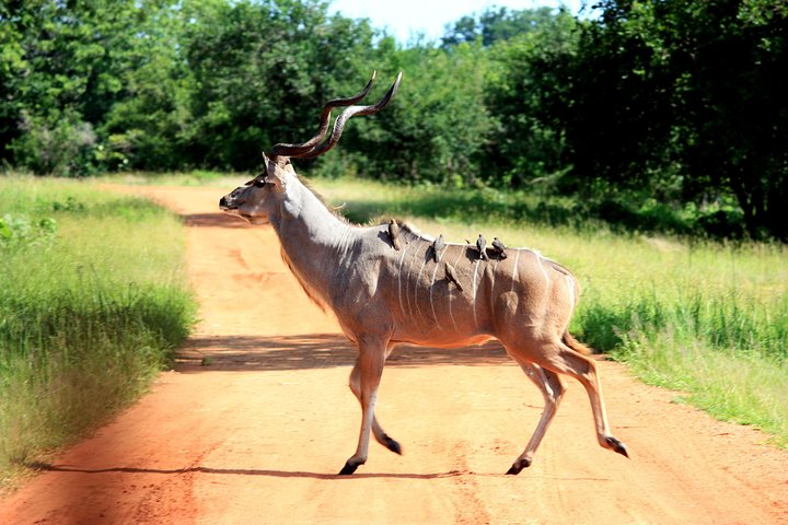 Kanzwa short holiday break -2 Nights Safari Kafue National Park