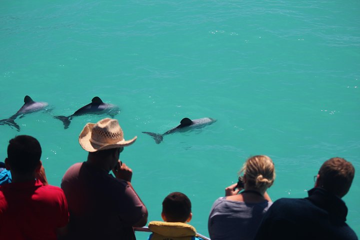 Whale Watching in Kaikoura by Boat