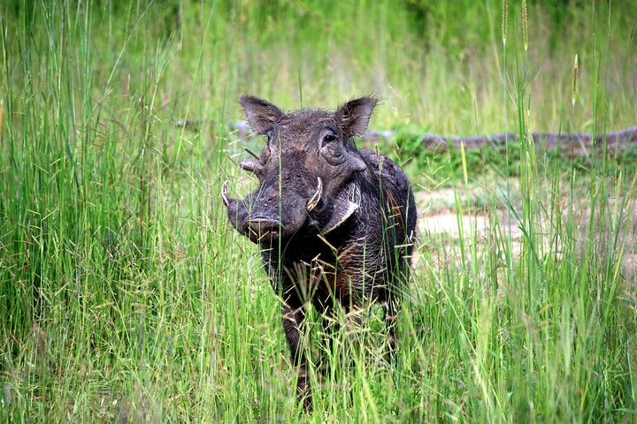 Kanzwa short holiday break -2 Nights Safari Kafue National Park