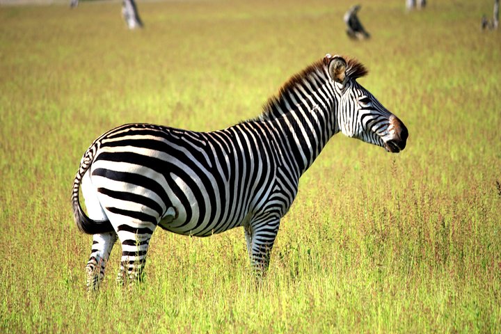 Kanzwa short holiday break -2 Nights Safari Kafue National Park