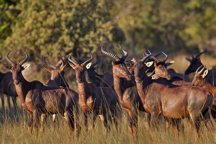 Kanzwa short holiday break -2 Nights Safari Kafue National Park