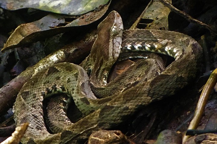 Manuel Antonio Park Tour and its Amazing Wildlife and Beaches