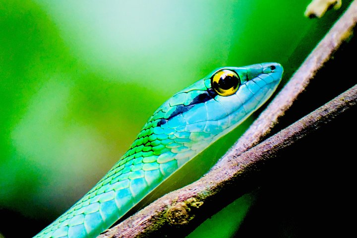 Manuel Antonio Park Tour and its Amazing Wildlife and Beaches