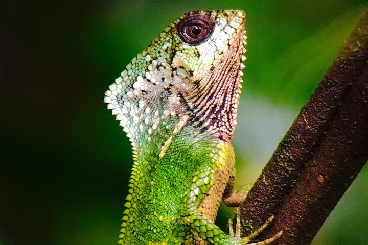 Manuel Antonio Park Tour and its Amazing Wildlife and Beaches