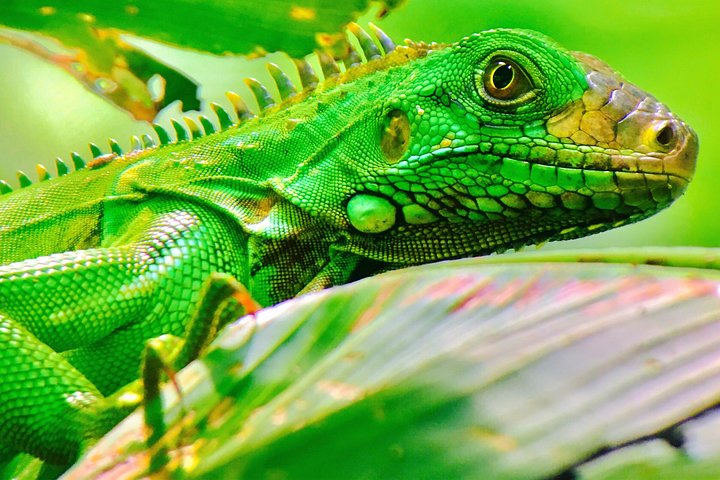 Manuel Antonio Park Tour and its Amazing Wildlife and Beaches