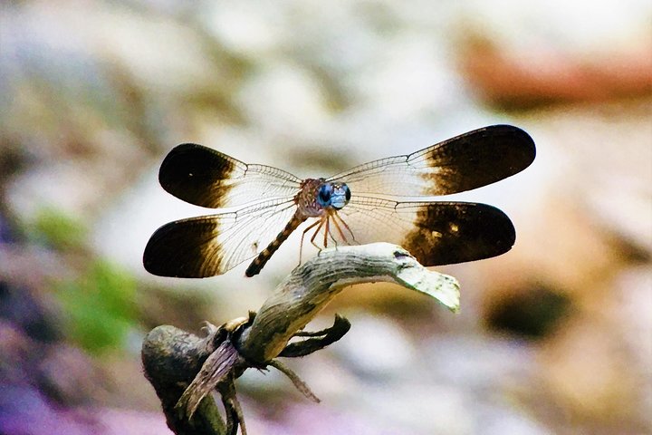 Manuel Antonio Park Tour and its Amazing Wildlife and Beaches