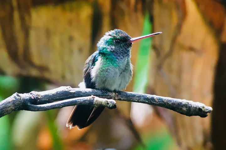 Manuel Antonio Park Tour and its Amazing Wildlife and Beaches