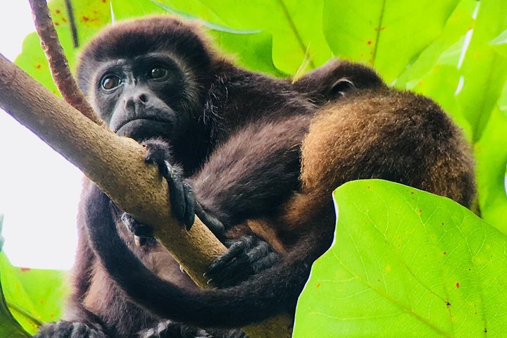 Manuel Antonio Park Tour and its Amazing Wildlife and Beaches