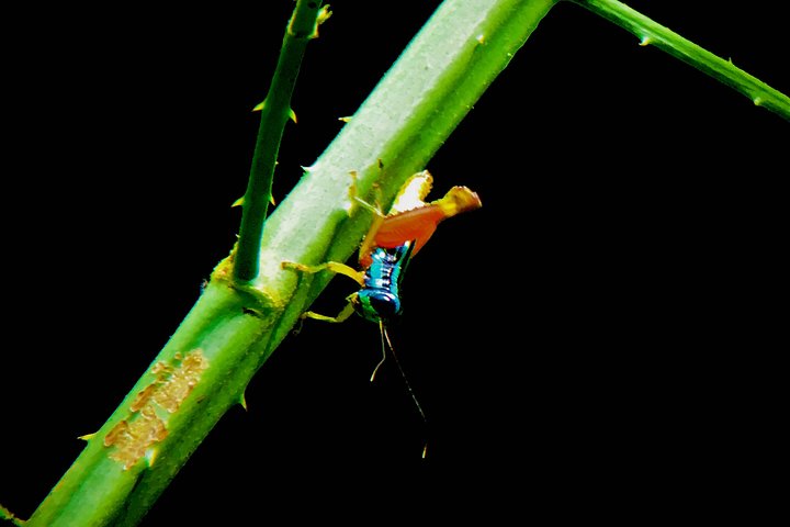 Manuel Antonio Park Tour and its Amazing Wildlife and Beaches