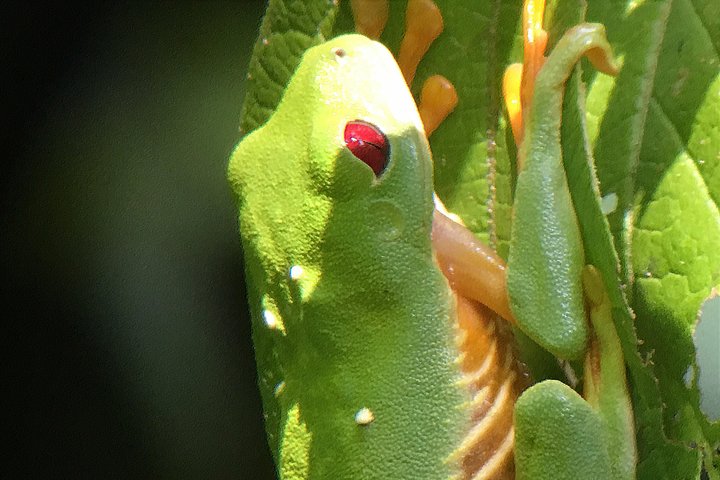 Manuel Antonio Park Tour and its Amazing Wildlife and Beaches