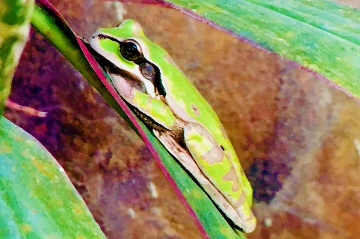 Manuel Antonio Park Tour and its Amazing Wildlife and Beaches