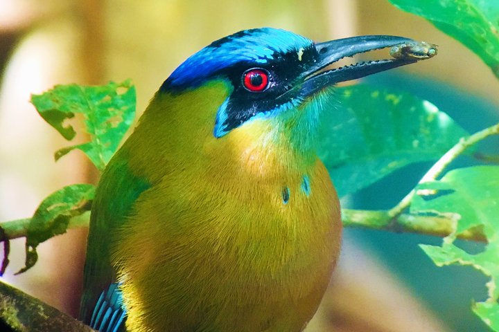 Manuel Antonio Park Tour and its Amazing Wildlife and Beaches