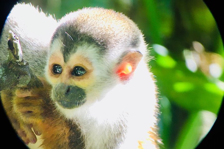 Manuel Antonio Park Tour and its Amazing Wildlife and Beaches