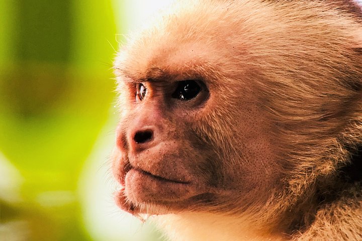 Manuel Antonio Park Tour and its Amazing Wildlife and Beaches