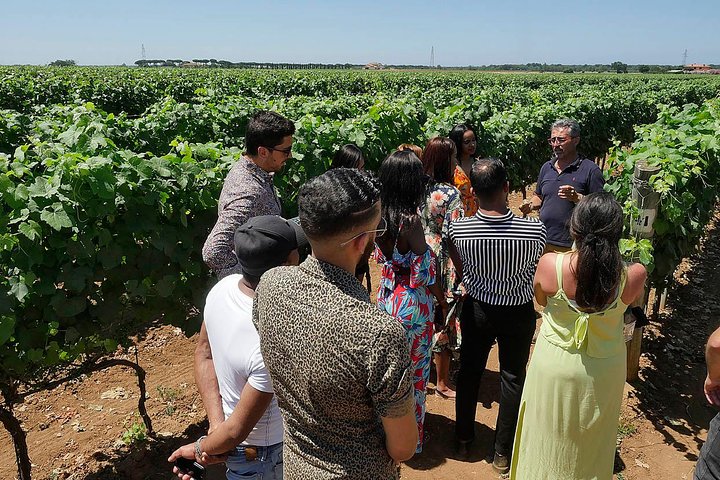 Bolgheri: Classic Wine Tasting with Winery Tour