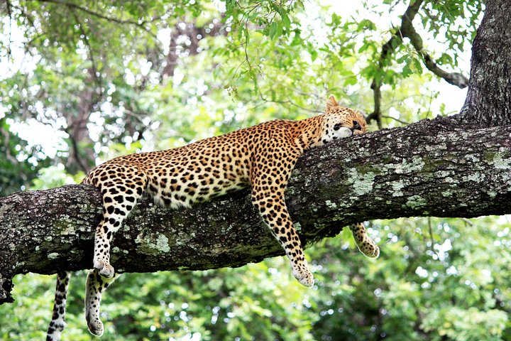 Kanzwa short holiday break -2 Nights Safari Kafue National Park