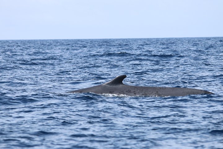 Watching whales and dolphins on Terceira Island