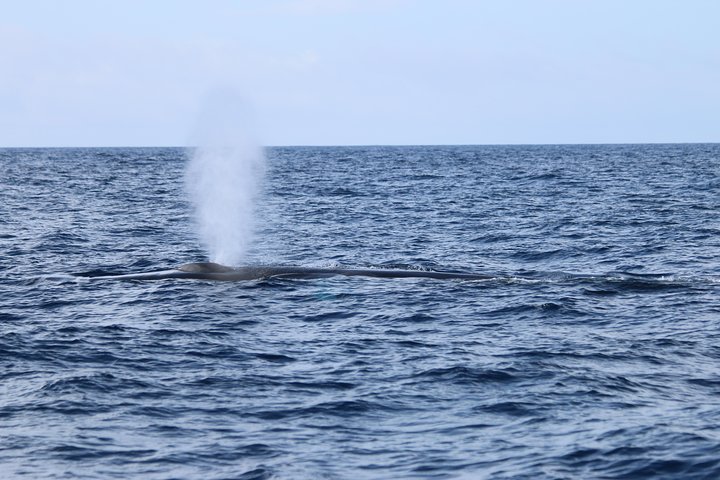 Watching whales and dolphins on Terceira Island