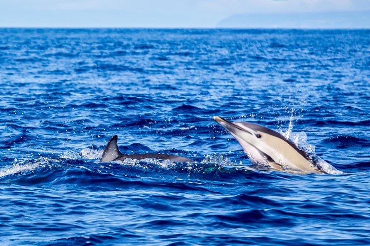 Watching whales and dolphins on Terceira Island