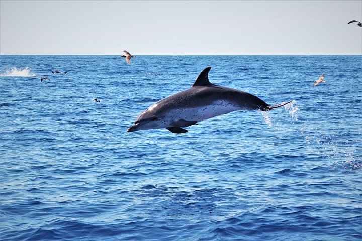 Watching whales and dolphins on Terceira Island