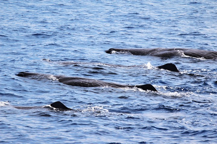 Watching whales and dolphins on Terceira Island