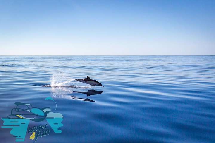 Watching whales and dolphins on Terceira Island