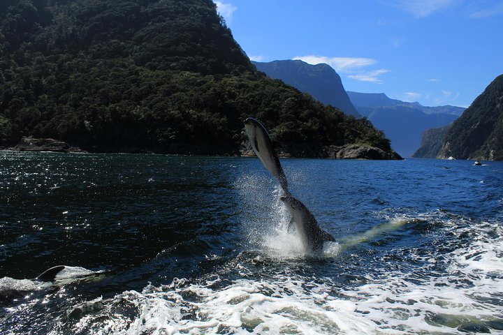 Cruise Milford NZ Small Boutique Cruise Experience