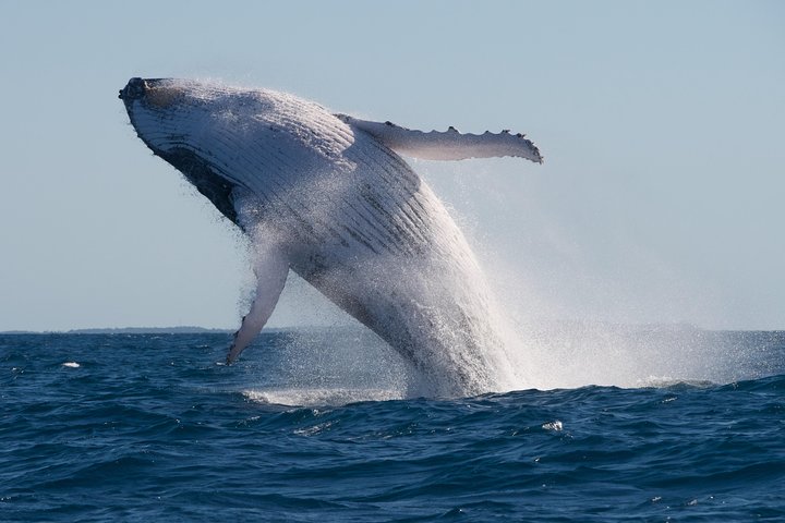 Adventure Whale Watching Tour Mooloolaba