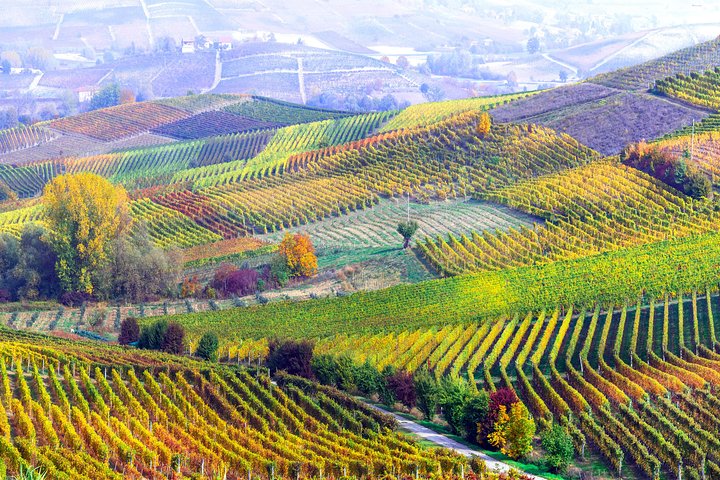 Private Tour: Barolo Wine Tasting in Langhe area from Torino