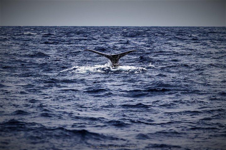 Watching whales and dolphins on Terceira Island