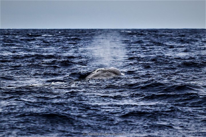 Watching whales and dolphins on Terceira Island