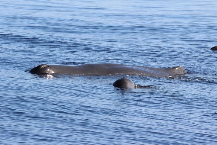 Watching whales and dolphins on Terceira Island