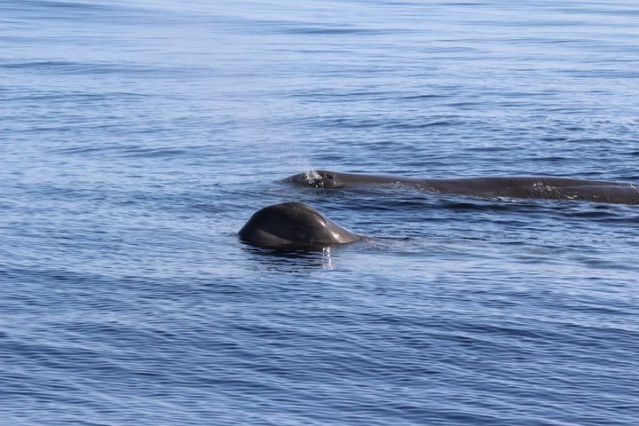 Watching whales and dolphins on Terceira Island