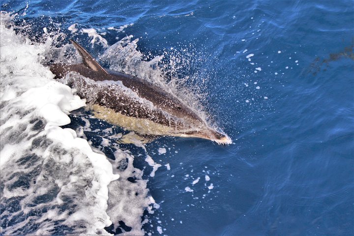 Watching whales and dolphins on Terceira Island