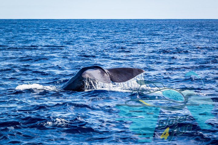 Watching whales and dolphins on Terceira Island