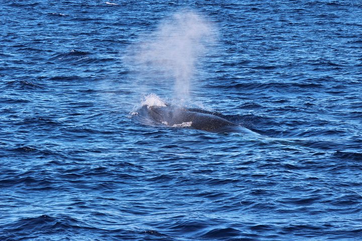 Watching whales and dolphins on Terceira Island