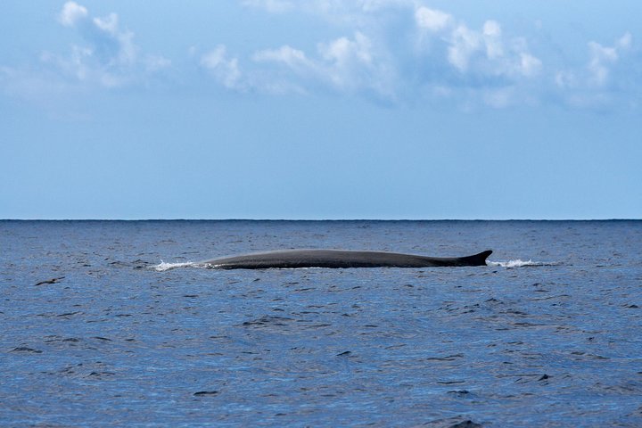 Watching whales and dolphins on Terceira Island
