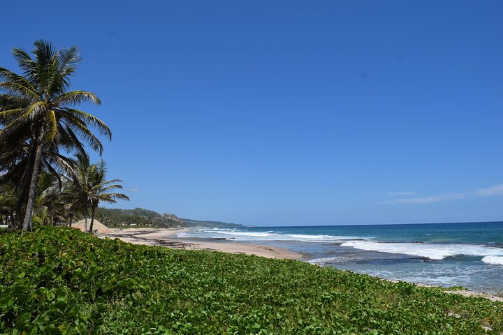 Barbados Island Highlights Half-Day Tour