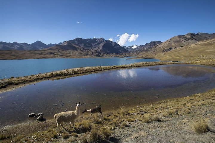 CONDORIRI Mountain 5650m. 2 DAYS 1 NIGHT. TREKKING. English guide. Shared Tour