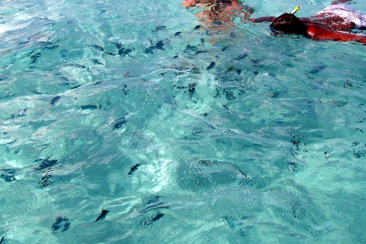 Catamaran Adventure Full Day: Ile aux cerfs,GRSE Waterfall,Snorkeling &BBQ Lunch