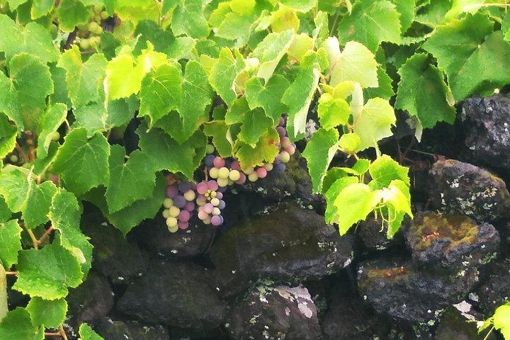 Wine & Food Tour