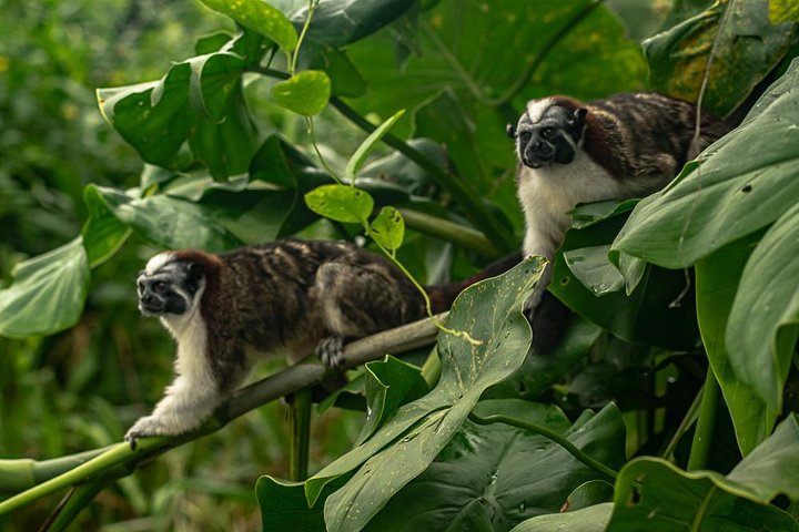 Ocean to Ocean Combo: Canal Boat Ride, Locks, Fort San Lorenzo
