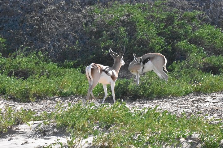 Sandwich harbour and Welwitschia Tour