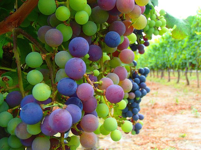Unveiling Cafayate: Premium Wine Road Adventure