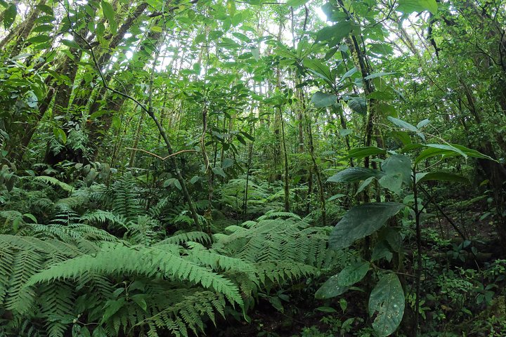 Zipline and Hanging Bridges Combo Tour in Monteverde Cloud Forest
