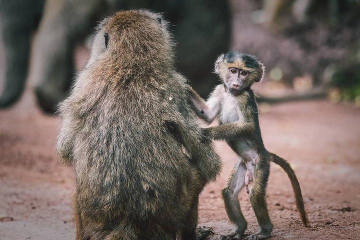 Tarangire National Park: Guided Day Tour from Arusha